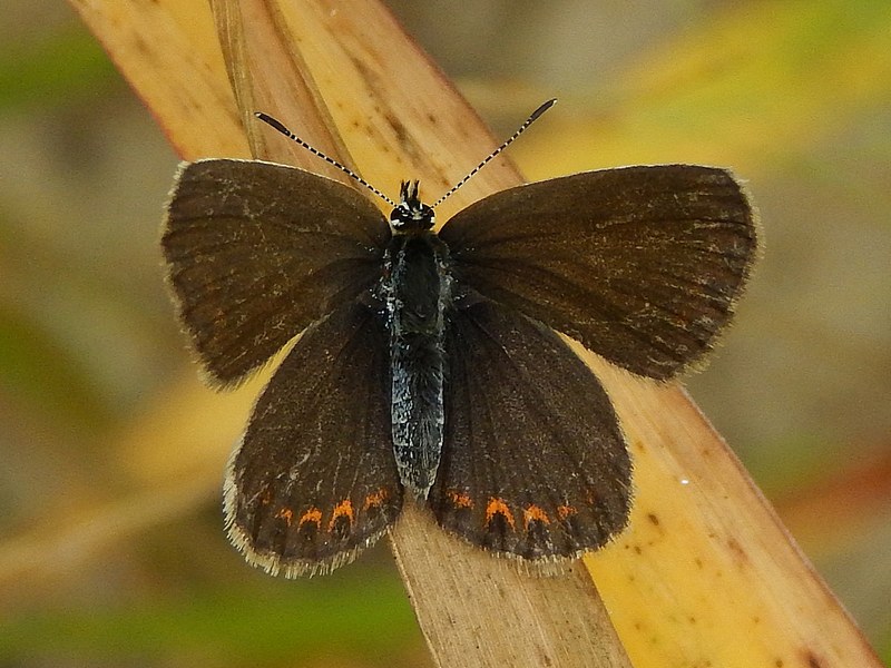 Plebejus argyrognomon